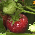 aardbeienoogst in Kruibeke