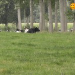 Onvrede bij de Kruibeekse landbouwers